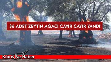 36 adet zeytin ağacı cayır cayır yandı!