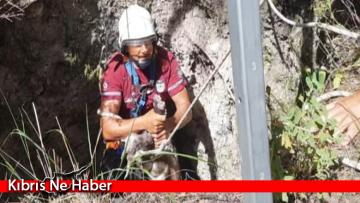 Kuyuya düşen oğlak kurtarıldı