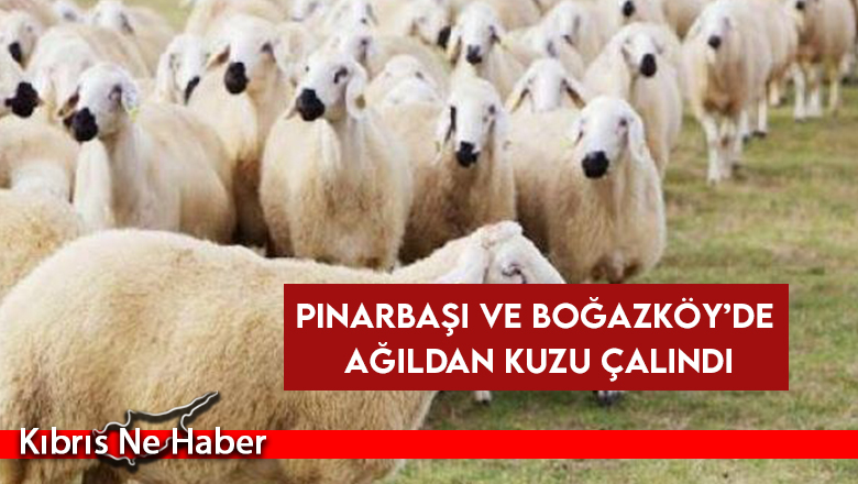 Pınarbaşı ve Boğazköy’de ağıldan kuzu çalındı