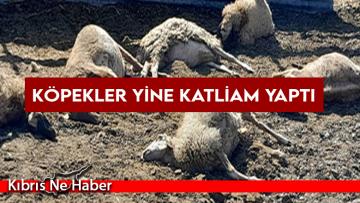 Dağaşaner’in mandırasında köpekler yine katliam yaptı!