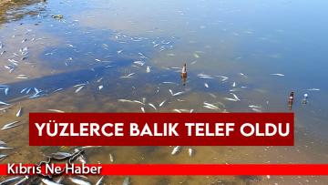 Bafra’da yüzlerce balık telef oldu