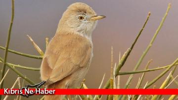  Afrika Ötleğeni “Kıbrıs’ın Kuşları”kataloğuna eklendi 