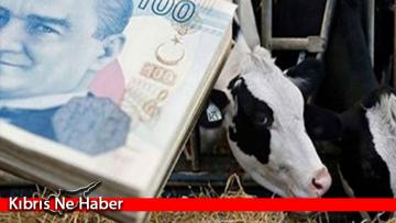 Büyükbaş Hayvan Düşük Zararları Ödendi