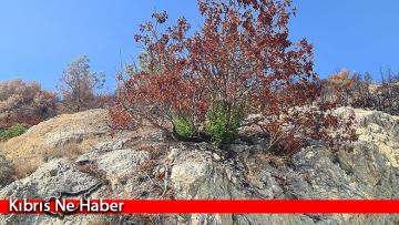 Mersinlik’te doğa kendini yeniliyor