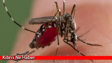 Prof. Dr. Kadıoğlu: Dünyanın en tehlikeli hayvanı sivrisineklerde artış var