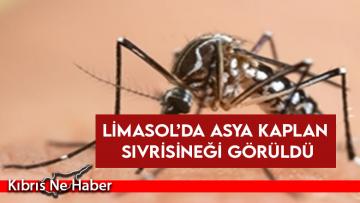 Limasol’da Asya Kaplan Sivrisineği görüldü