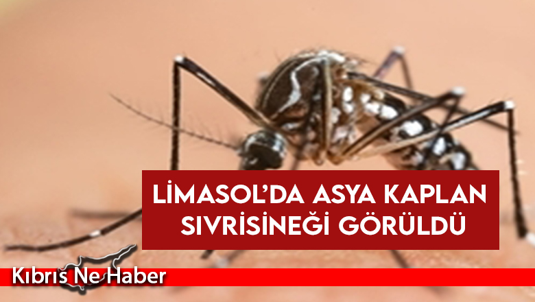 Limasol’da Asya Kaplan Sivrisineği görüldü