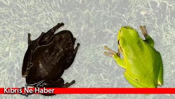 Çernobil faciasından 36 yıl sonra hayvanlar siyah renkte doğmaya başladı