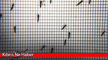 Almanya’da Batı Nil Virüsü vakaları ikiye katlandı