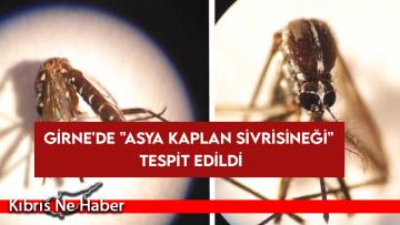 Girne’de “Asya Kaplan sivrisineği” tespit edildi