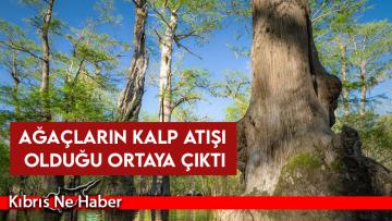 Ağaçların kalp atışı olduğu ortaya çıktı