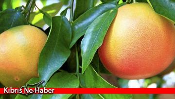 Greyfurt ürünlerine destek ödemesi yapılacak