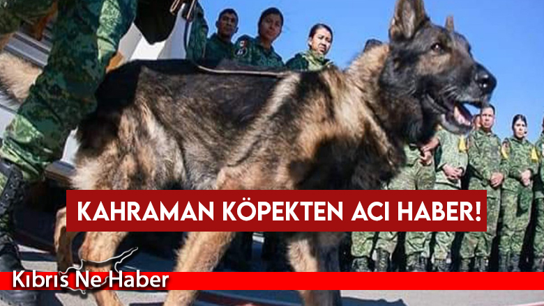 Meksika’dan gelen kurtarma köpeği “Proteo” hayatını kaybetti