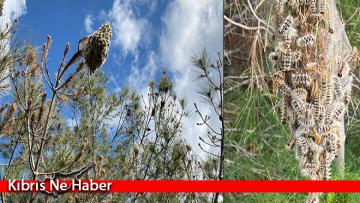“Çam kese böceği, 23 bin hektar orman alanı için ciddi tehdit oluşturmaktadır”