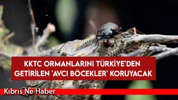 KKTC ormanlarını Türkiye’den getirilen ‘avcı böcekler’ koruyacak