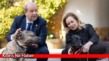 Tatar: 8 köpeğin zehirlenerek öldürülmesi olayının failleri ivedilikle belirlenmeli