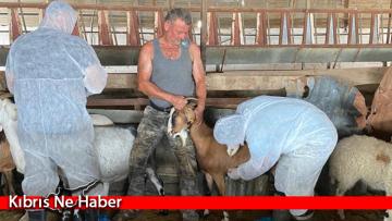 Mandralarda Çiçek hastalığına karşı koruyucu aşı yapımına başlandı