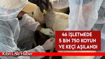 Koyun keçi çiçeği hastalığıyla mücadele kapsamında binlerce küçükbaş aşılandı