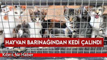 Gazimağusa’da Veteriner Dairesi’ne ait hayvan barınağından kedi çalındı