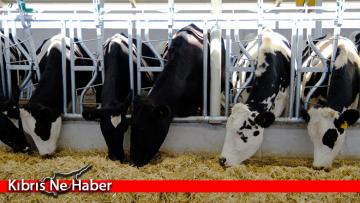 Hayvancılık Dairesi ülkeye gelen tüm ham yemlerin kontrolünün yapıldığını belirtti