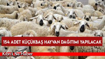 154 adet küçükbaş hayvan dağıtımı yapılacak