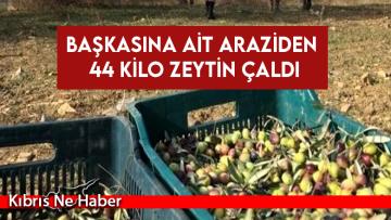 Mal Sahibinden İzinsiz Topladığı 44 Kg Zeytin Topladı, tutuklandı