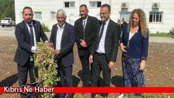 Bakan Çavuş, Güzelyurt’ta gerçekleşen yer fıstığı hasadına katıldı