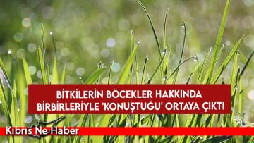 Bitkilerin böcekler hakkında birbirleriyle ‘konuştuğu’ ortaya çıktı