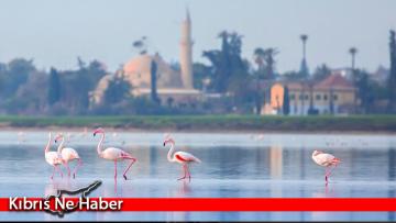 Flamingolar Larnaka Tuz Gölü’nde görsel şölen oluşturuyor