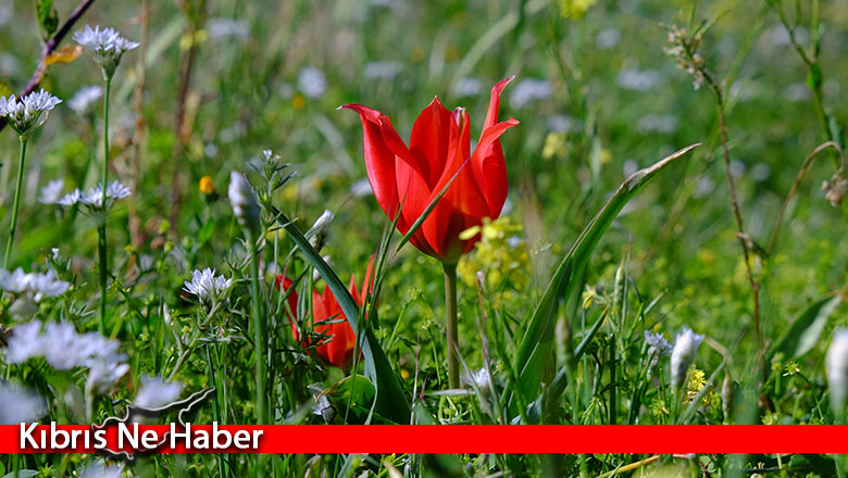 Biyologlar Derneği: Doğa katliamı yapan müsteşar görevinden alınmalıdır