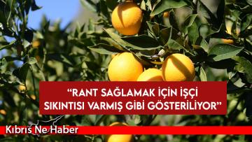 Narenciye Kesim Ekipleri Birliği’nden grev uyarısı