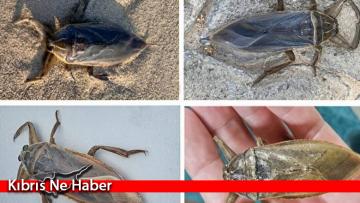 Kıbrıs sahillerinde ”ayak parmağı yiyen” bir böcek iddiaları gerçek değil