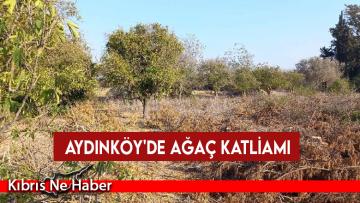 Aydınköy’de ağaç katliamı: Narenciye ve asırlık selvi ağaçları kesildi