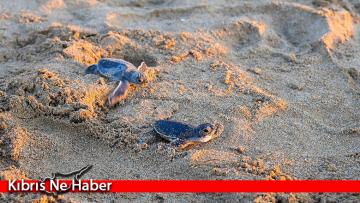 Deniz kaplumbağaları Akdeniz’in mavi sularına uğurlandı
