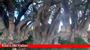 Gazimağusa’da iki ağaç “Anıt Ağaç” olarak koruma altına alındı