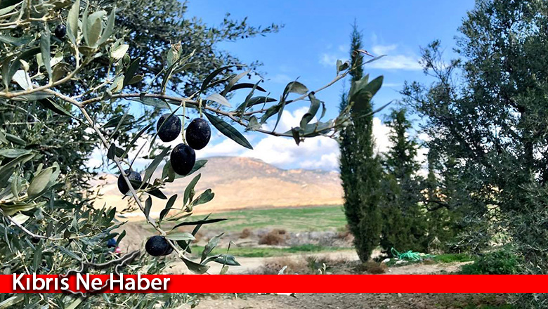 Lefke’de erkenci zeytin 19 Ağustos, yerli zeytin hasadı 2 Eylül’de …