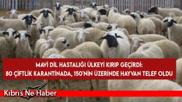 Mavi Dil hastalığı ülkeyi kırıp geçirdi: 80 çiftlik karantinada, 150’nin üzerinde hayvan telef oldu