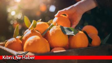 Narenciye Üreticileri Birliği, Cypfruvex’i ödemeleri bir an önce yapmaya çağırdı