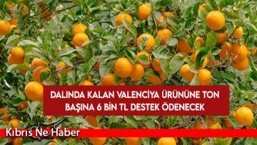 Dalında kalan Valenciya ürününe ton başına 6 bin TL destek ödenecek