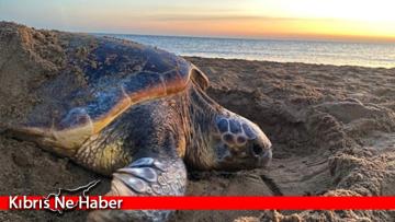 SPOT Marine Life: Kaplumbağalar erken yumurtlayarak ısınan ülkeye ayak uydurmaya çalışıyor