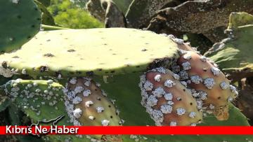 Kırmızı Palmiye Böceği ve Kaktüs Koşnili Zararlıları ile Alternatif Mücadele Yöntemleri eğitimi verilecek