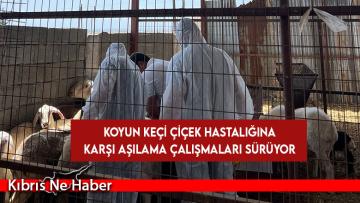 Veteriner Dairesi’nin koyun keçi çiçek hastalığına karşı aşılama çalışmaları sürüyor