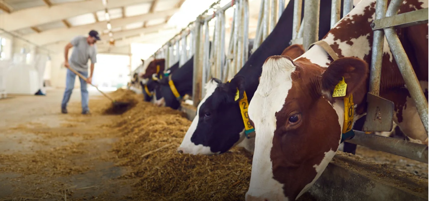 Larnaka’ya bağlı bir köyde yeni şap vakası