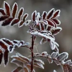 Meteoroloji’den don ve fırtına uyarısı