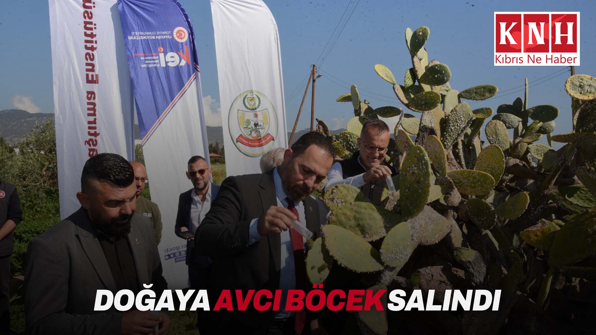 Babutsa koşniline karşı doğaya ilk kez avcı böcek bırakıldı