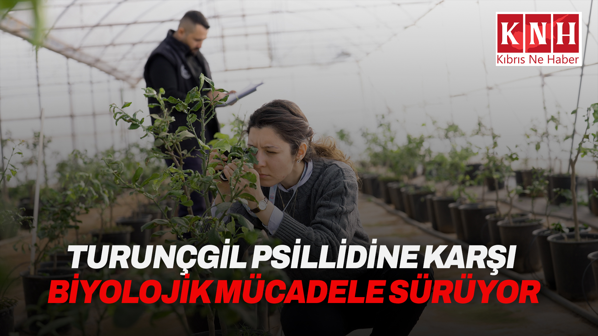 Asya turunçgil psillidine karşı biyolojik mücadele sürüyor
