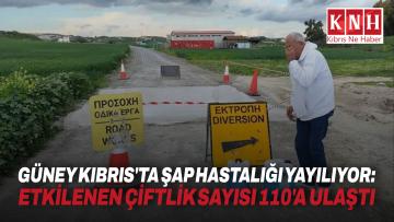 Güney Kıbrıs’ta şap hastalığı yayılıyor: Etkilenen çiftlik sayısı 110’a ulaştı