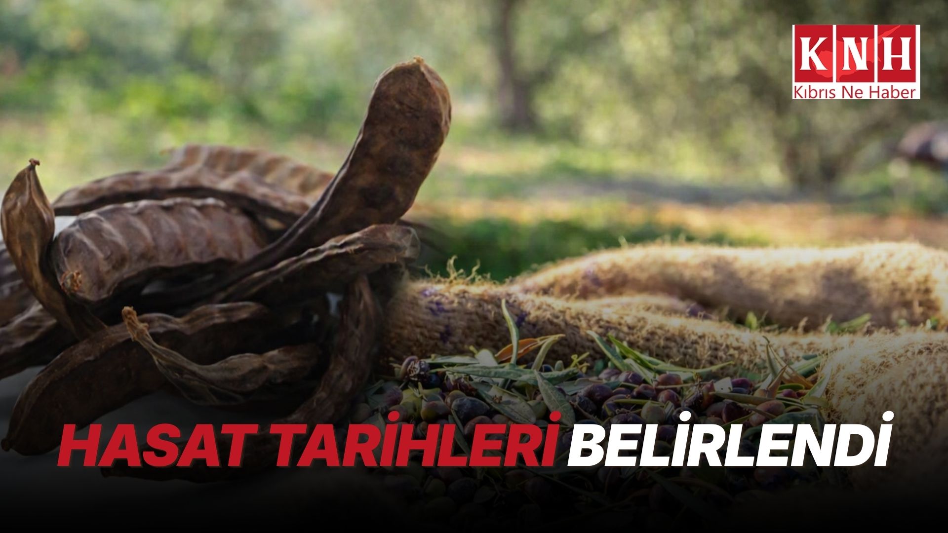 Güzelyurt’ta zeytin ve harup hasat tarihleri belirlendi